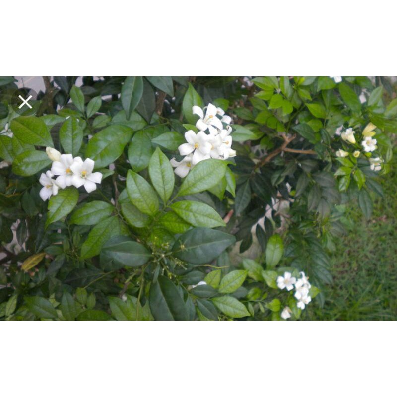 Wanginya! Bunga putih, kecil ..pokok Murraya @ orange jasmine | Shopee ...