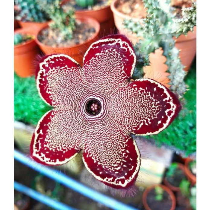 Edithcolea Grandis / Persian carpet flower / Stapelia / huernia / orbea