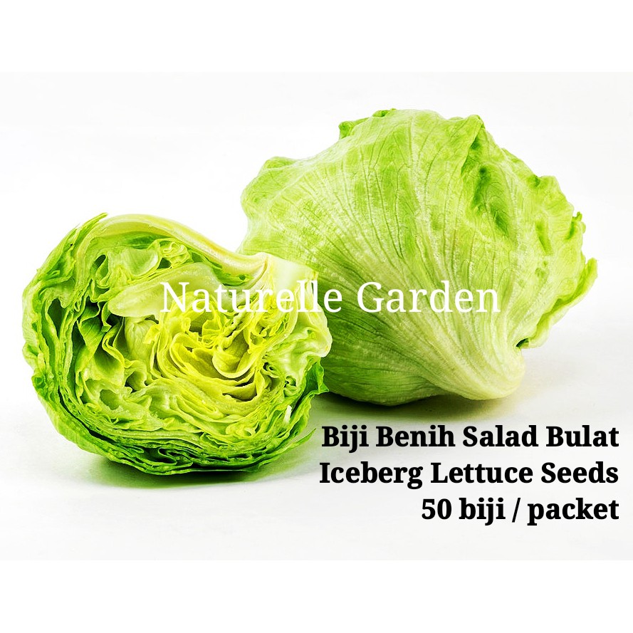 Biji Benih Salad Bulat Iceberg Lettuce Seed Benih Sayur Vegetable Seed ...