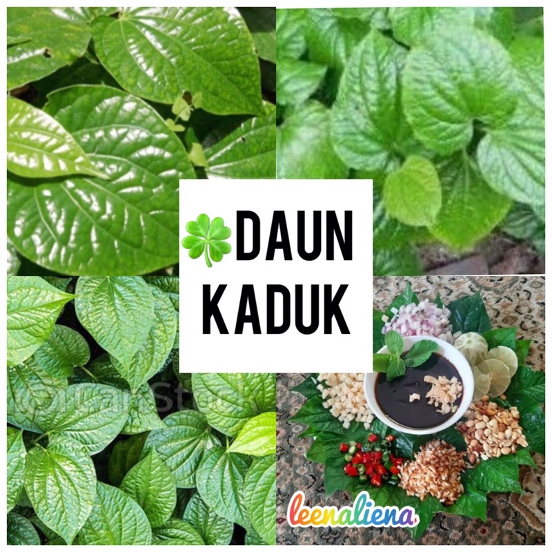 ULAM DAUN KADUK FRESH 3 IKAT | Shopee Malaysia