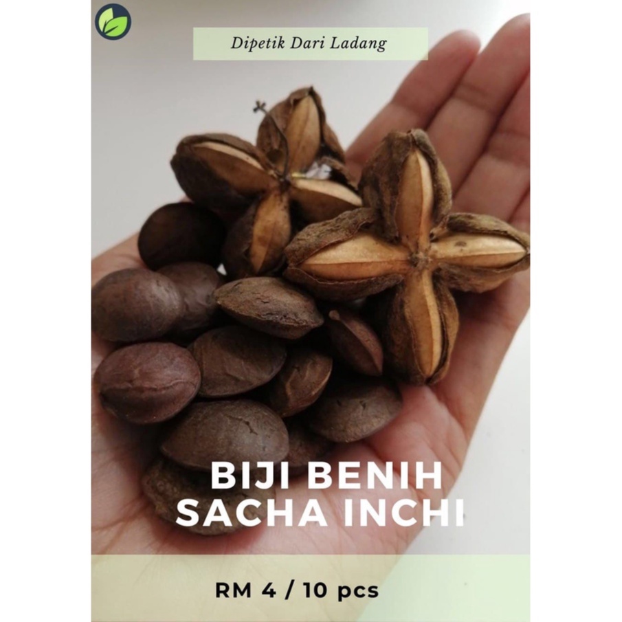 Biji Benih Sacha Inchi Gred Aaa Original Shopee Malaysia