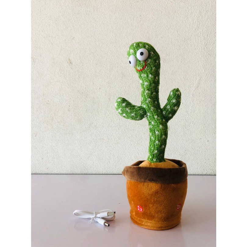 korbmarante katzen Calathea Rufibarba (Korbmarante) kaufen? | Julia
