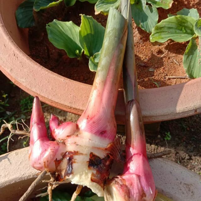 Rizom Anak Benih Pokok Lengkuas Merah (READY STOCK) | Shopee Malaysia