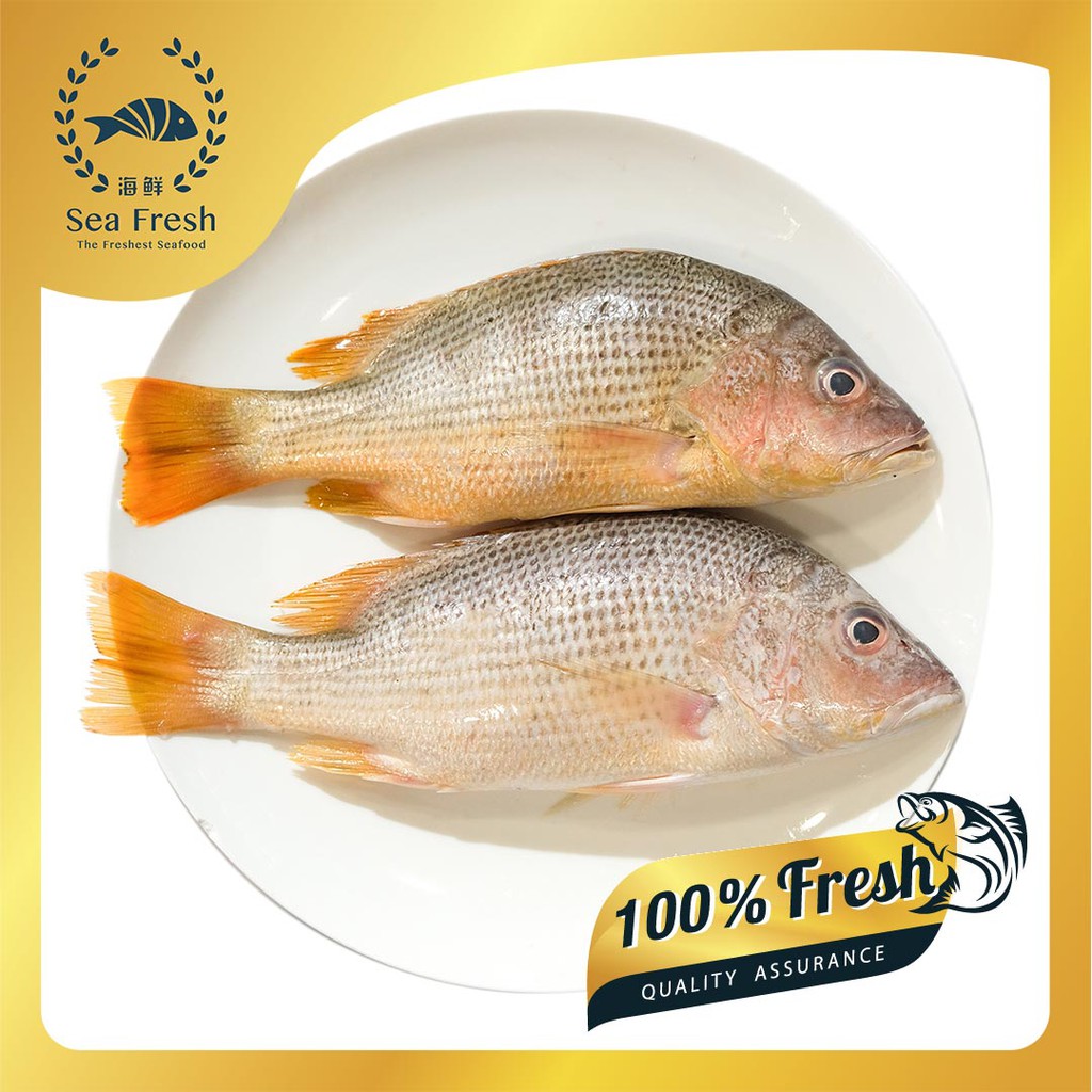 Ikan Jenahak | Golden Snapper | Shopee Malaysia