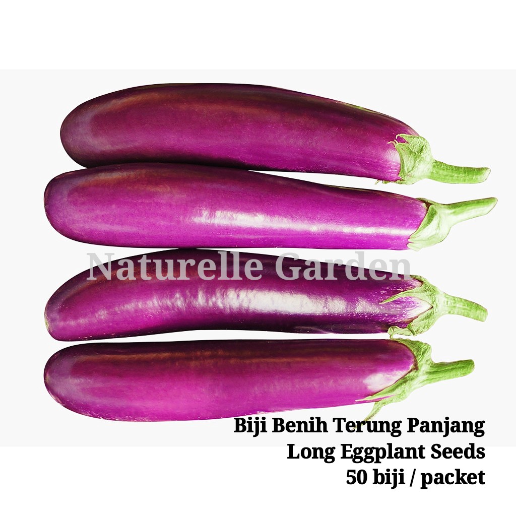 Benih Terung Panjang Long Eggplant Seed Brinjal Seed Benih Sayur Buah