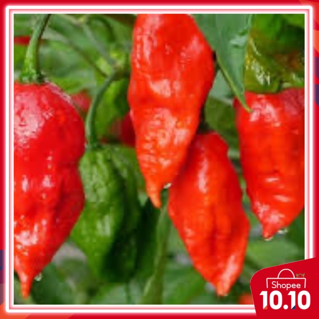 10pcs seeds Bhut JOLOKIA SUPER HOT PEPPER | Shopee Malaysia