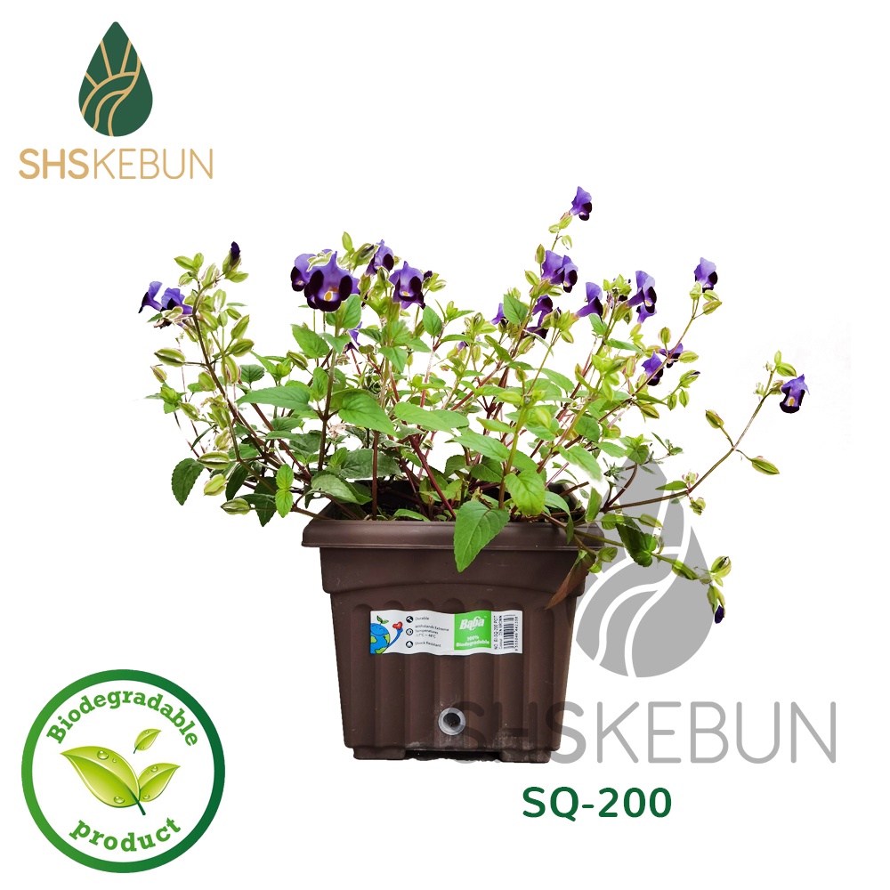 Baba Biodegradable Square Pot Pasu Bunga BI-SQ-200 20cmx20cmx17cm SHS ...