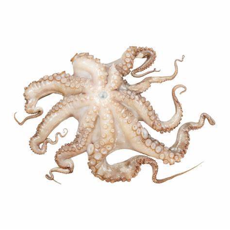 [Frozen] Mini Octopus (300g) | Shopee Malaysia