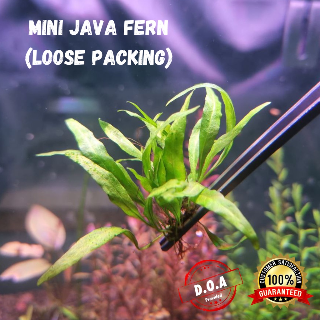 [LOCAL SELLER] Mini Java Fern (Aquascape/Aquarium/Moss/Shrimp/Fish ...