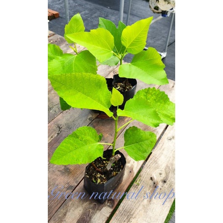Anak pokok buah tin USA Flanders/Fig tree saplings(USA Flanders ...