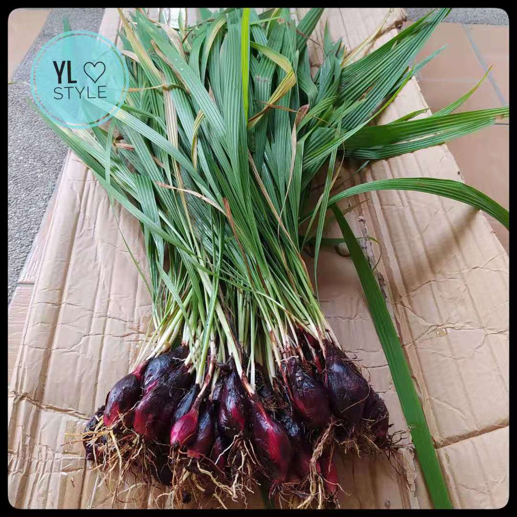 Onion Dayak 独脚丝茅 (小红葱）Live Plant / Dried Onion Dayak Shopee Malaysia