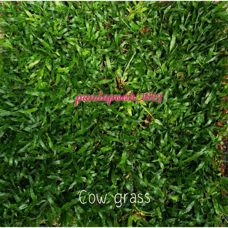 PEMBEKAL RUMPUT HIDUP / CARPET GRASS / JAPANESE GRASS / COW GRASS