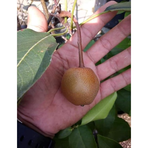 Anak pokok pear / Asian pear / Brown pear / Variety Shinko | Shopee ...
