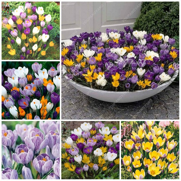 100pcs Saffron Seeds Crocus Flower Seeds Easy to Grow Home Garden Plant