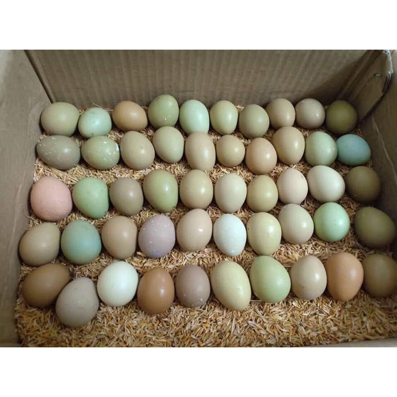 Green Hemorrhoid Egg 5 Fruits) Shopee Malaysia