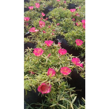 japanense rose warna baru(30 cutting) | Shopee Malaysia