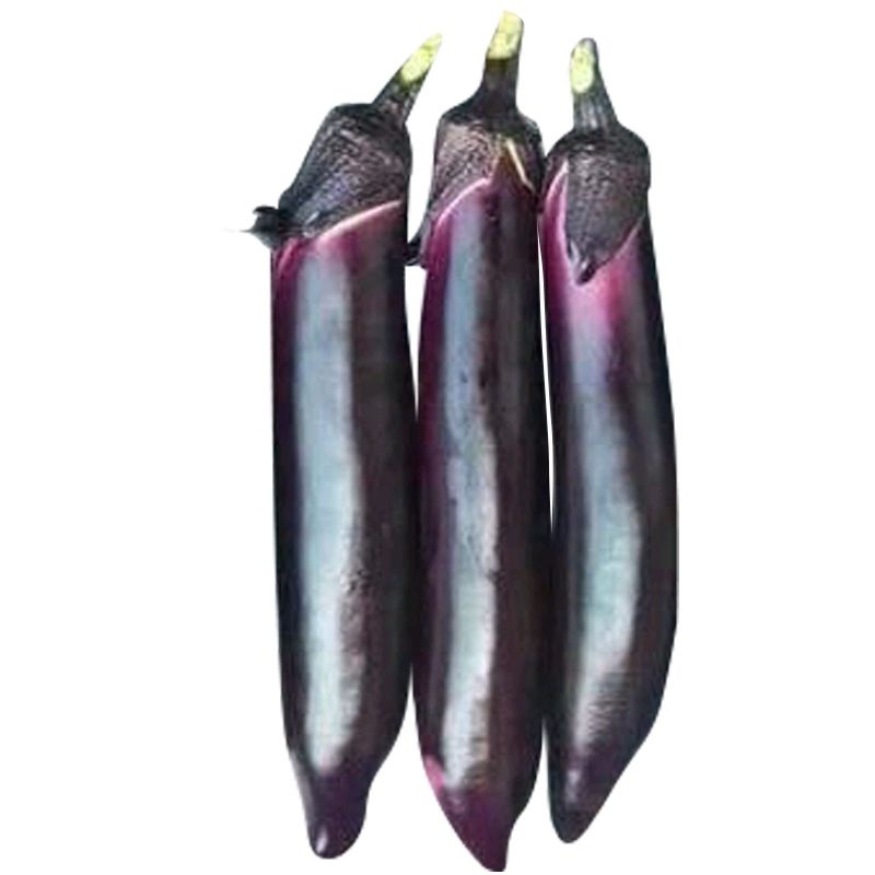 Biji Benih Sayur Terung Panjang Vegetables Seeds Eggplant Brinjal