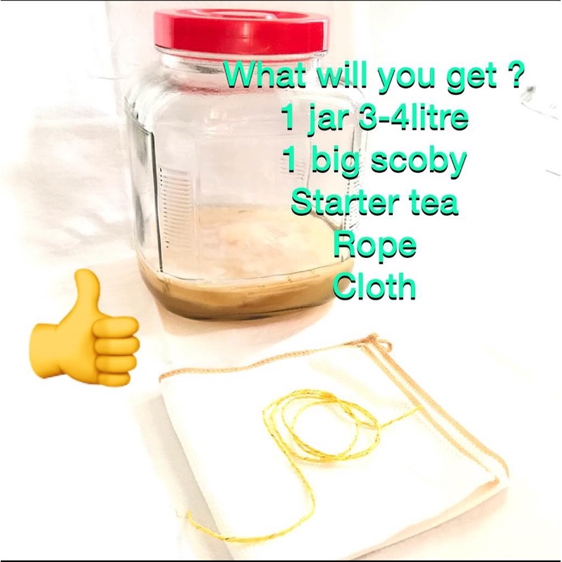 Phoenix Fungi - Kombucha SCOBY With Starter Tea - 2 Litre Live Culture - View #6