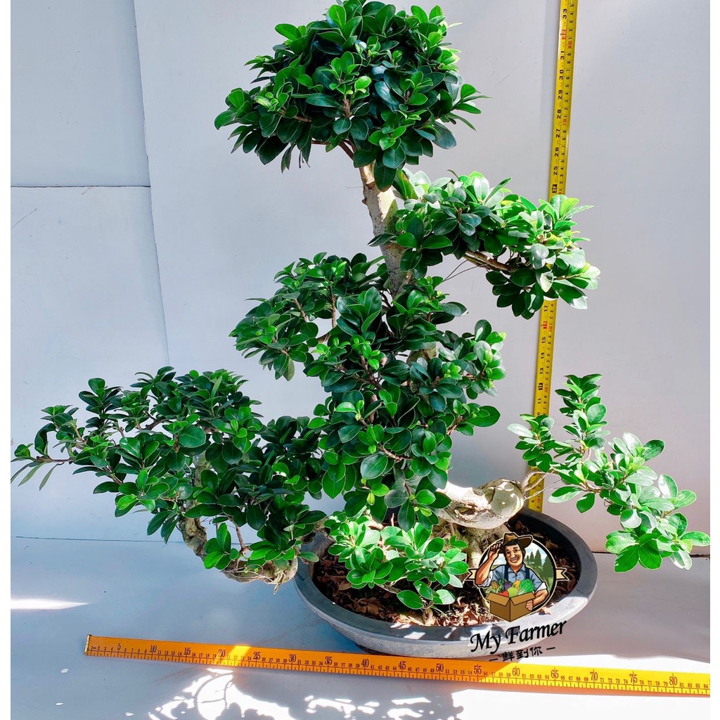 READY STOCK🌿Ficus Bonsai🌿榕树🌿S Shape🌿8 Shape🌿 | Shopee Malaysia