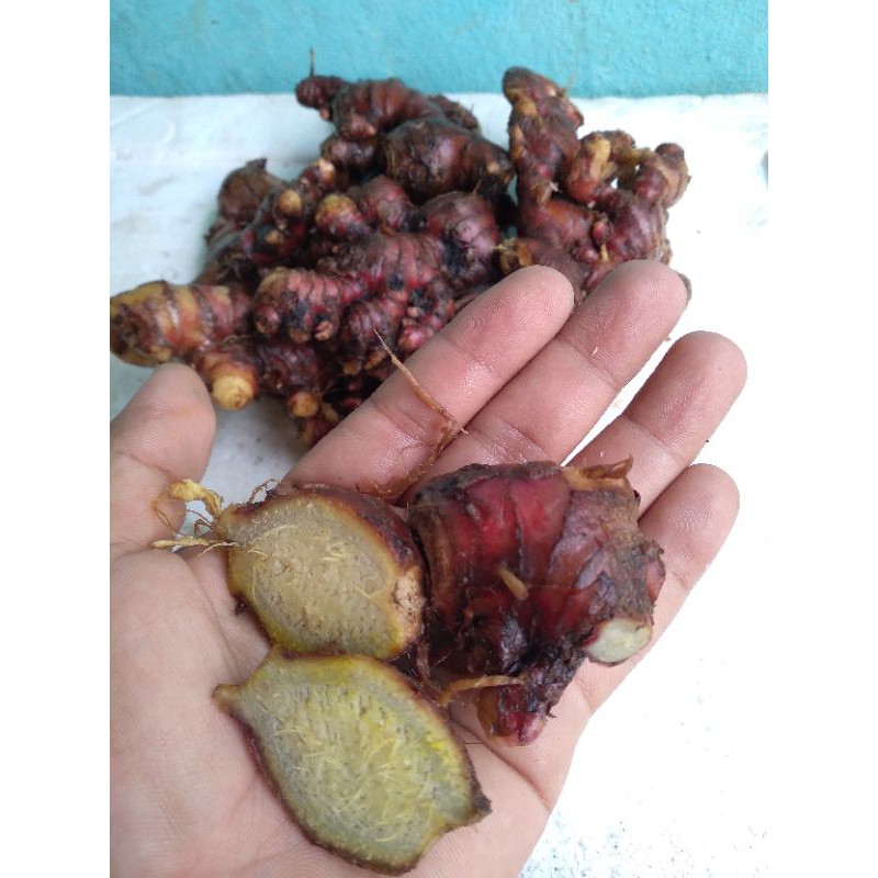 1 KG RIZOM HALIA BARA SEGAR HALIA MERAH FRESH JAHE MERAH UNTUK ANAK ...