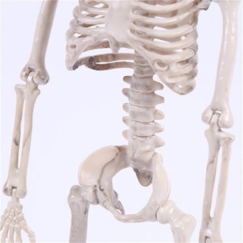 Active Human Skeleton Model Anatomy Medicine Learning Model Halloween ...