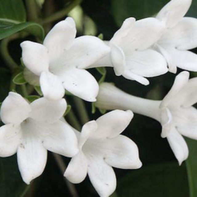 🌱Anak Pokok Madagascar Jasmine 🌱 | Shopee Malaysia