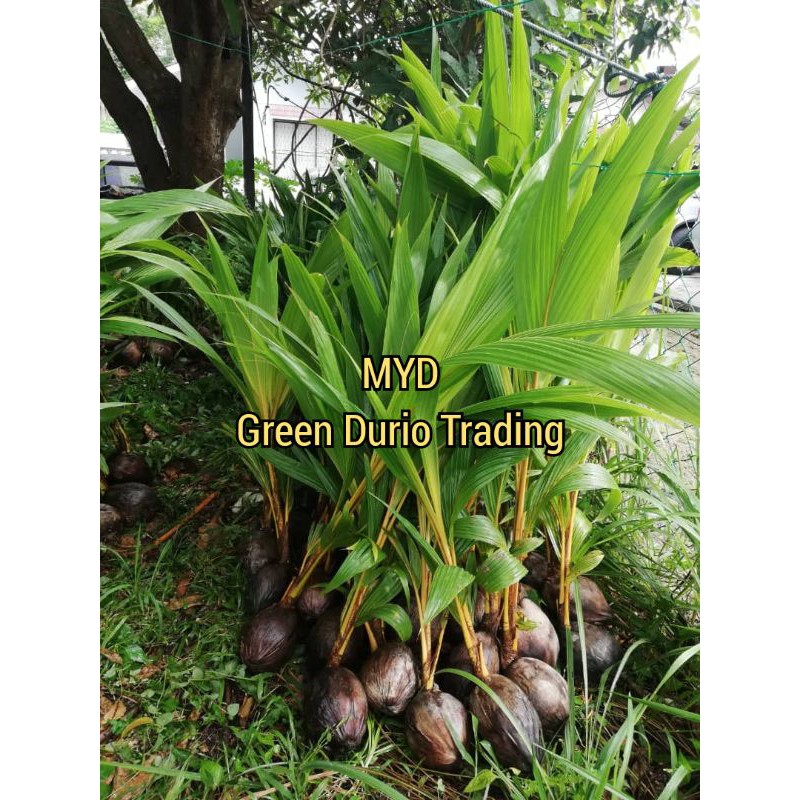 Anak pokok kelapa Rendah - Malayan Yellow Dwarf (MYD) 1 pokok | Shopee ...