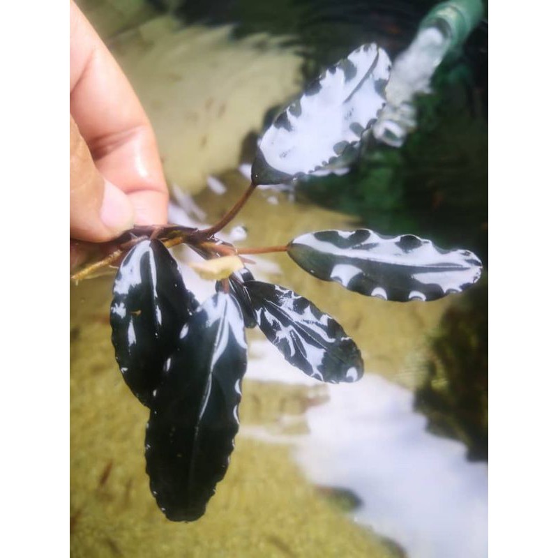 水草 BUCEPHALANDRA Nanga Pino Super Blue Bucephalandra sp. Nanga Pinoh Super Blue :) A rare Buce with