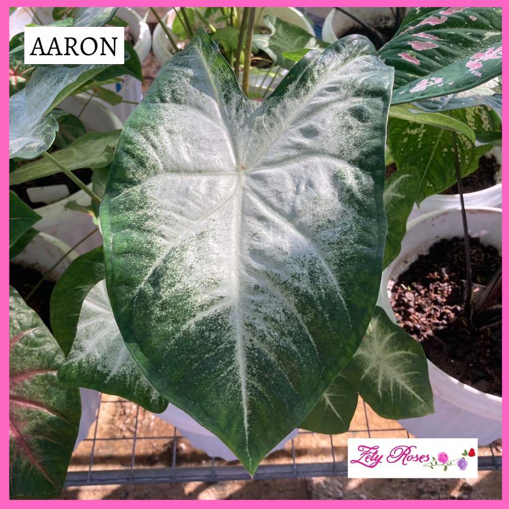 (READY STOCK) KELADI AARON ZETY ROSES | Shopee Malaysia