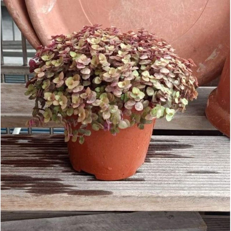 Callisia Repens small. | Shopee Malaysia