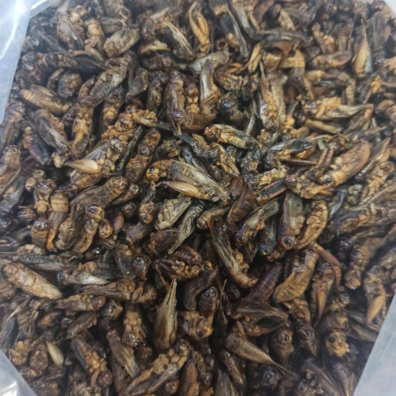 AQUAZOOM DRIED CRICKET 50g reptile food arowana food bearded dragon