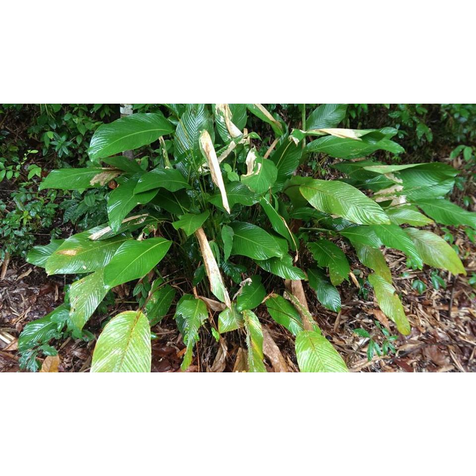 MKT - Anak Benih Pokok Lerek | Shopee Malaysia