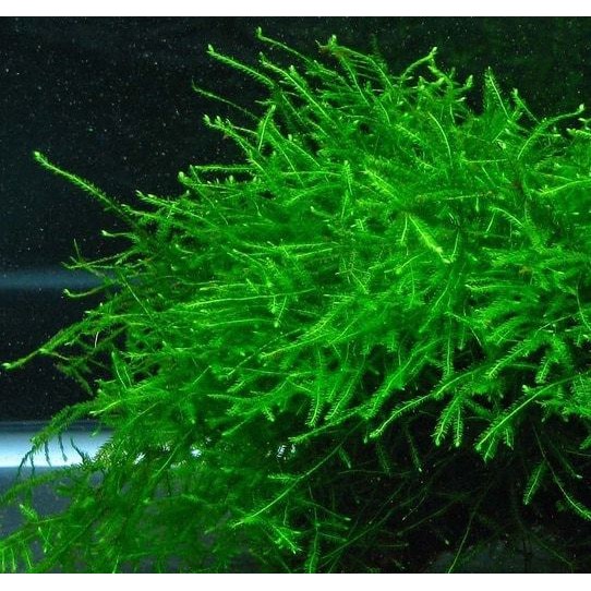 Java moss - lower price guarantee | Shopee Malaysia