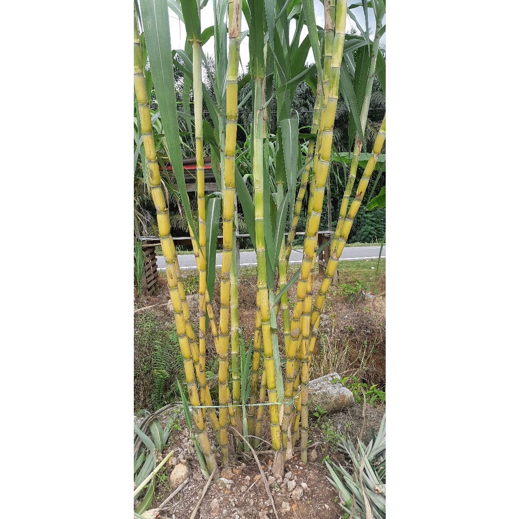 5 KERATAN TEBU KUNING | Shopee Malaysia