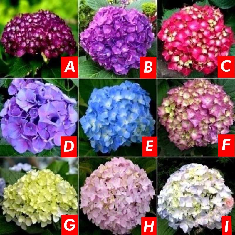 Ready Stock Approx. 5pcs Mixed colors Hydrangea Seeds Flowers Balcony ...