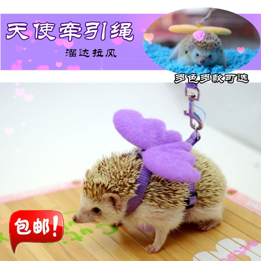 Hedgehog leash and harness best sale