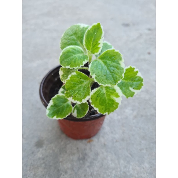 Anak pokok bagun bagun/mexican mint | Shopee Malaysia