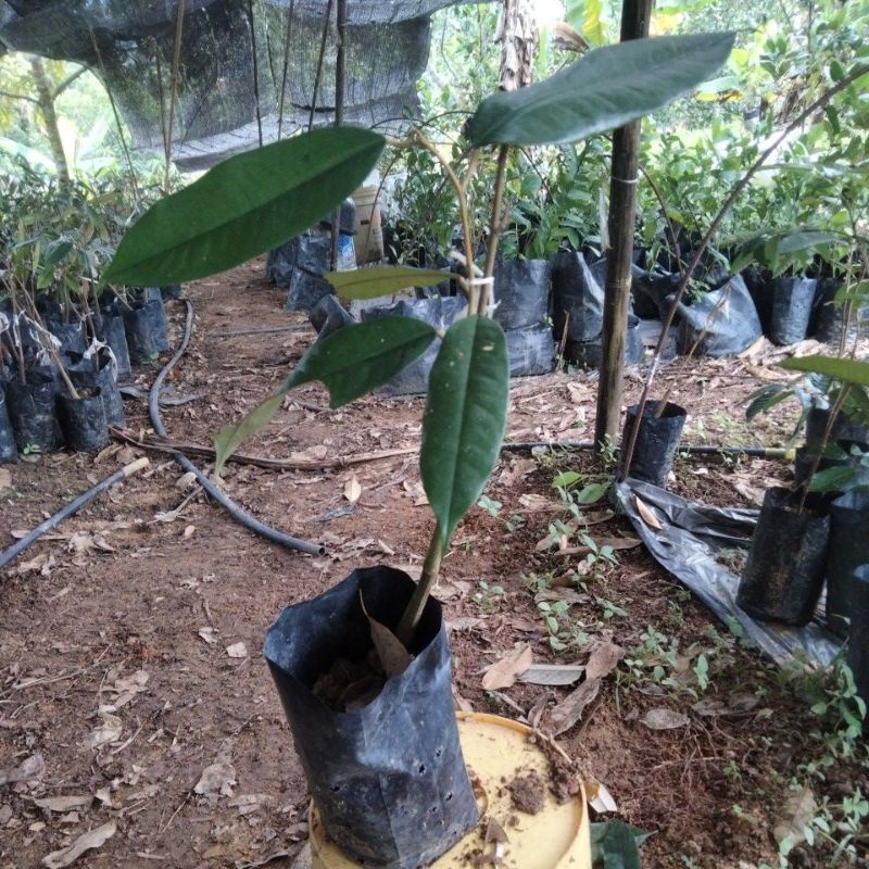 Musang King D197 Anak Pokok Durian | Shopee Malaysia