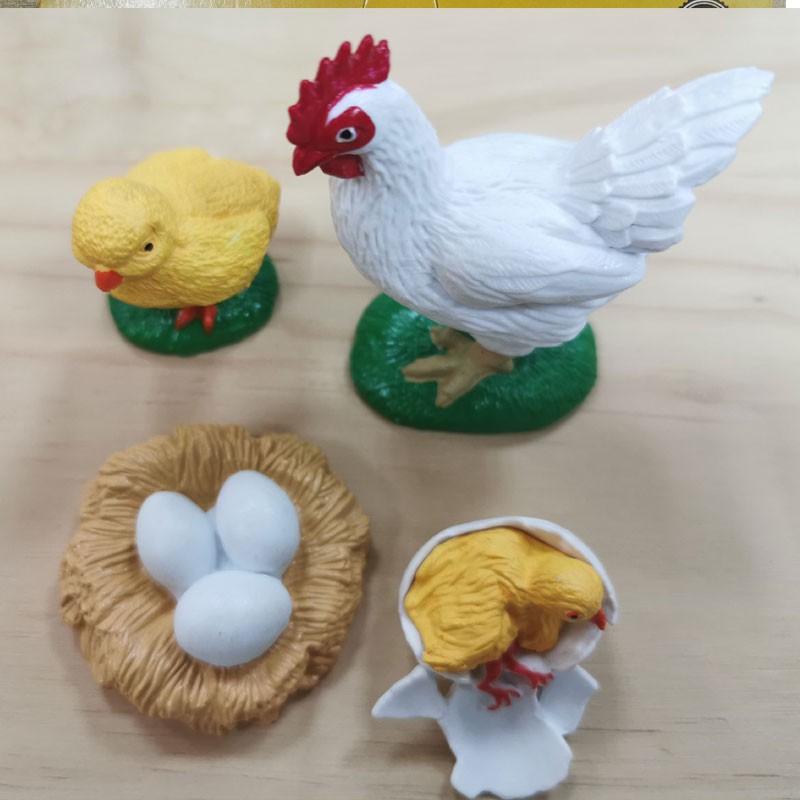 Montessori teaching materials - Model of hen's development life cycle ...