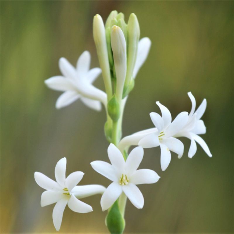 Pokok Bunga Harum Sundal Malam/ Tuberose Flower | Shopee Malaysia