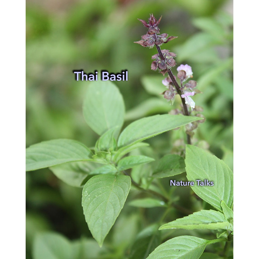 100 organic Thai Basil Seeds Ocimum basilicum var. thyrsiflora