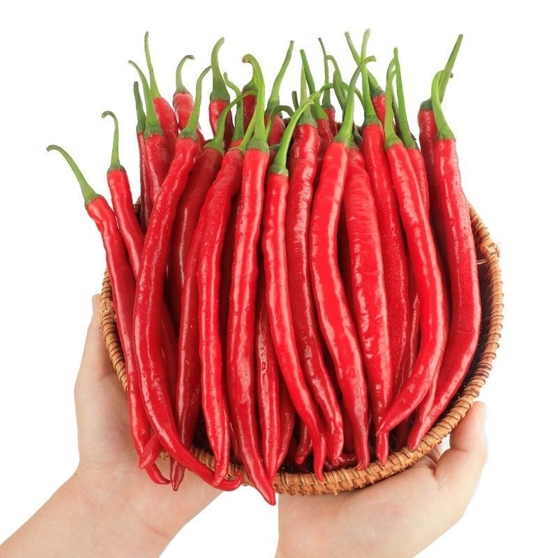 Benih Lada Merah 20pcs Red Chilli 红大辣椒籽 Shopee Malaysia