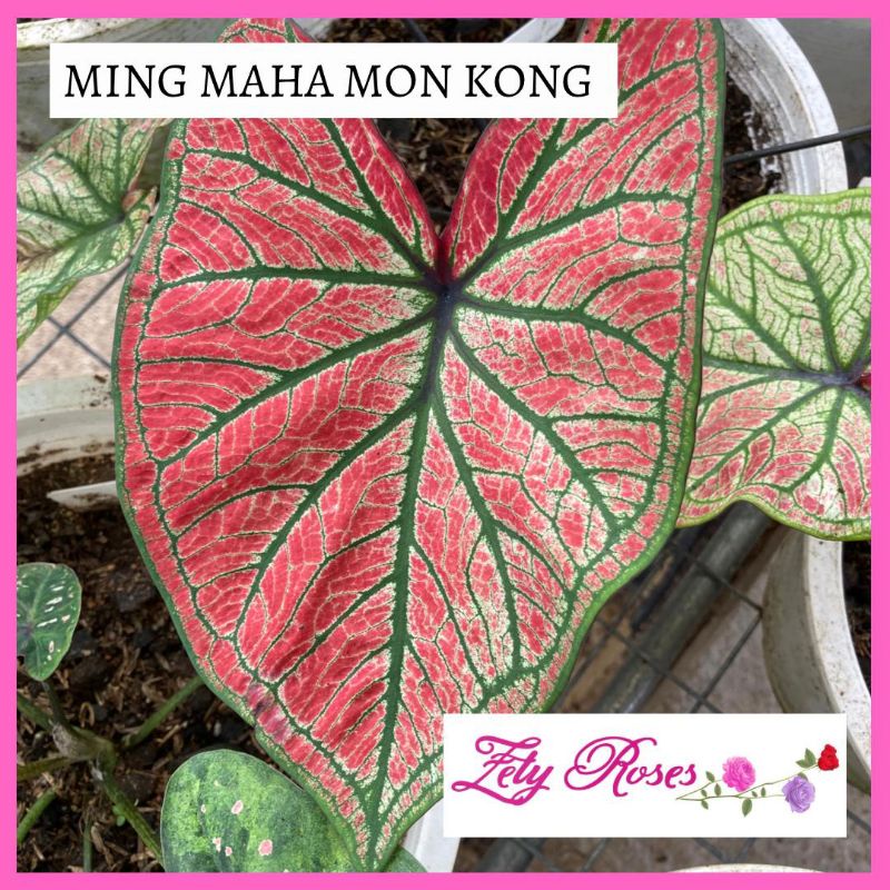 (READY STOCK) KELADI MING MAHA MON KONG ZETY ROSES | Shopee Malaysia