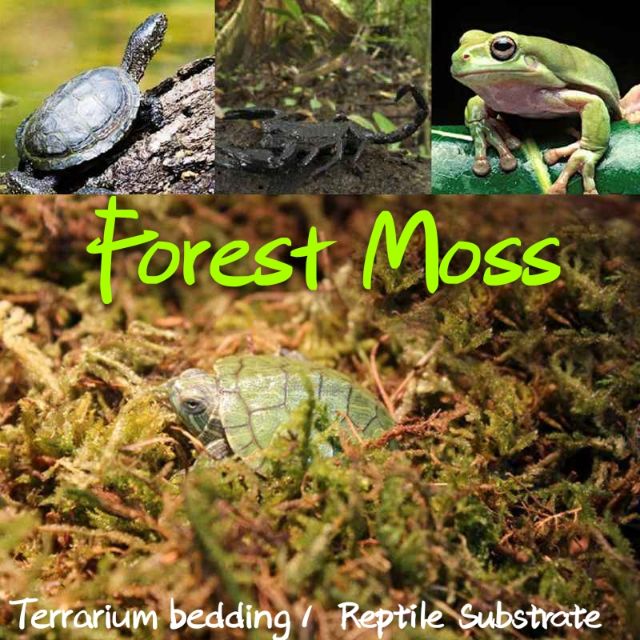 Tropical dried Moss Terrarium substrate reptile substrate reptile