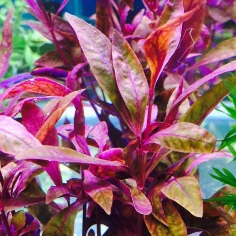 Alternanthera Sessilis Red | Aquascape | Live Aquarium Plants - Emersed ...