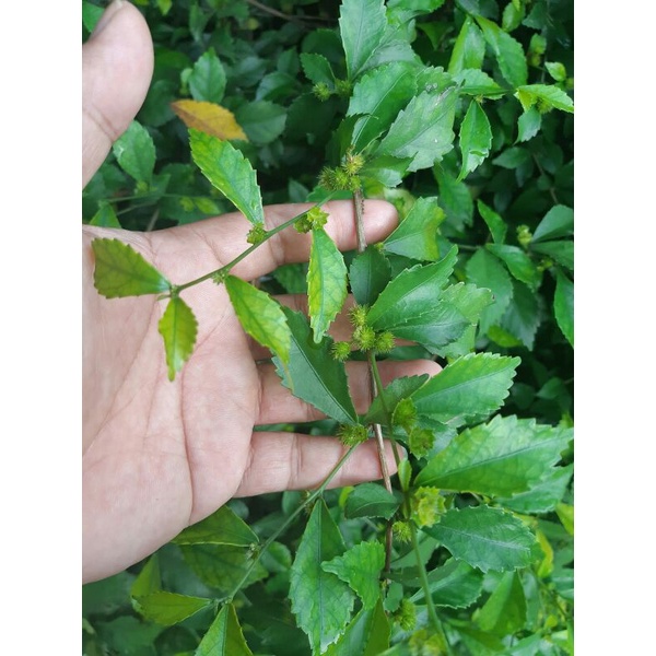 Acalypha Siamensis / Pokok Teh Tehan / Pokok Teh Kampung / Wild Tea ...