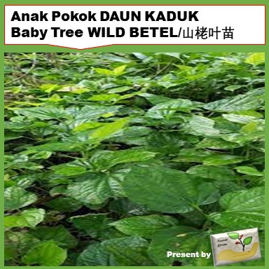 Anak Pokok DAUN KADUK / Baby Tree WILD BETEL/山栳叶苗 | Shopee Malaysia