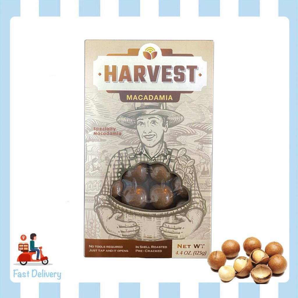 HARVEST MACADAMIA NUTS/ AUSTRALIAN QUEENSLAND MACADAMIA NUTS/ KACANG