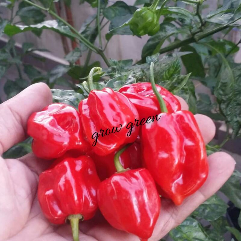 20pcs Benih Cili 005 Geronong Sarawak🔥 Seed Sangat Pedas Shopee Malaysia