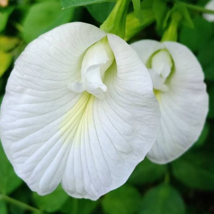 10 pcs benih kacang bunga Telang putih selapis /white single butterfly ...